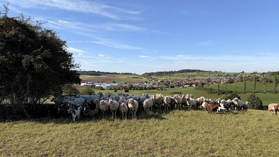 Vereinsausflug in den Schwarzwald