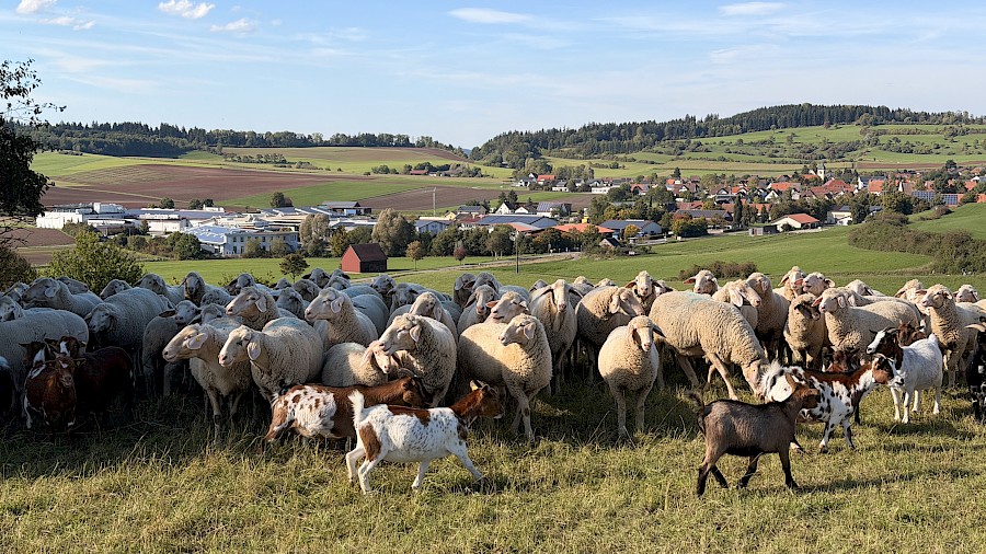 Vereinsausflug in den Schwarzwald