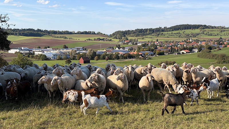 Vereinsausflug in den Schwarzwald