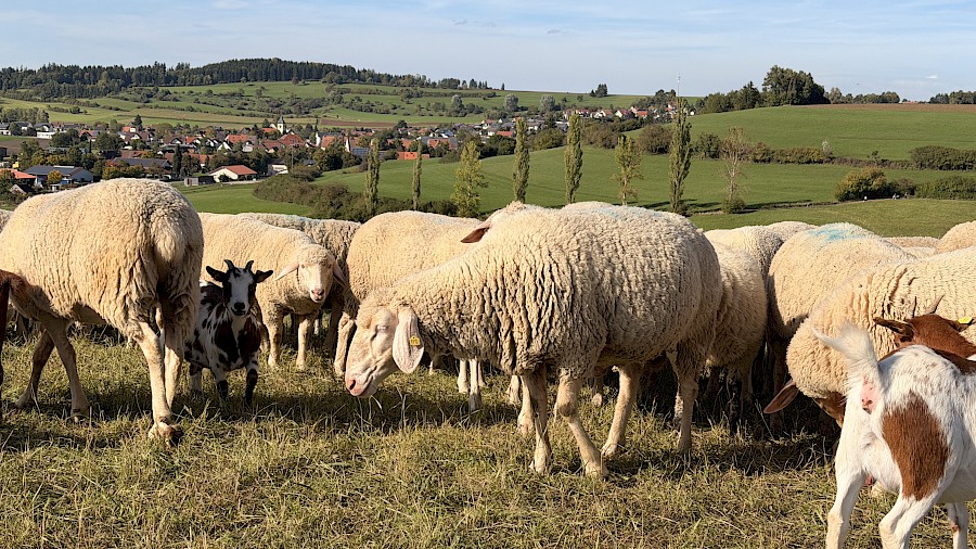 Vereinsausflug in den Schwarzwald