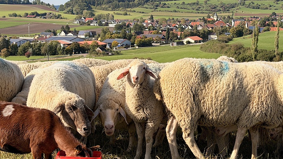 Vereinsausflug in den Schwarzwald