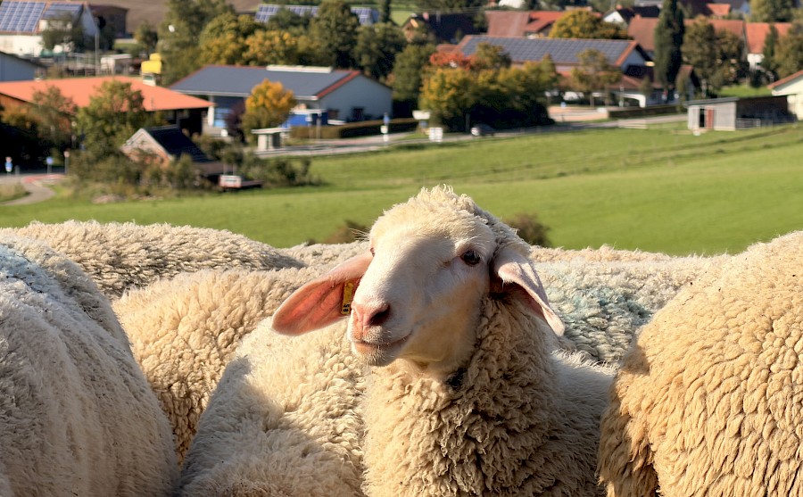 Vereinsausflug in den Schwarzwald