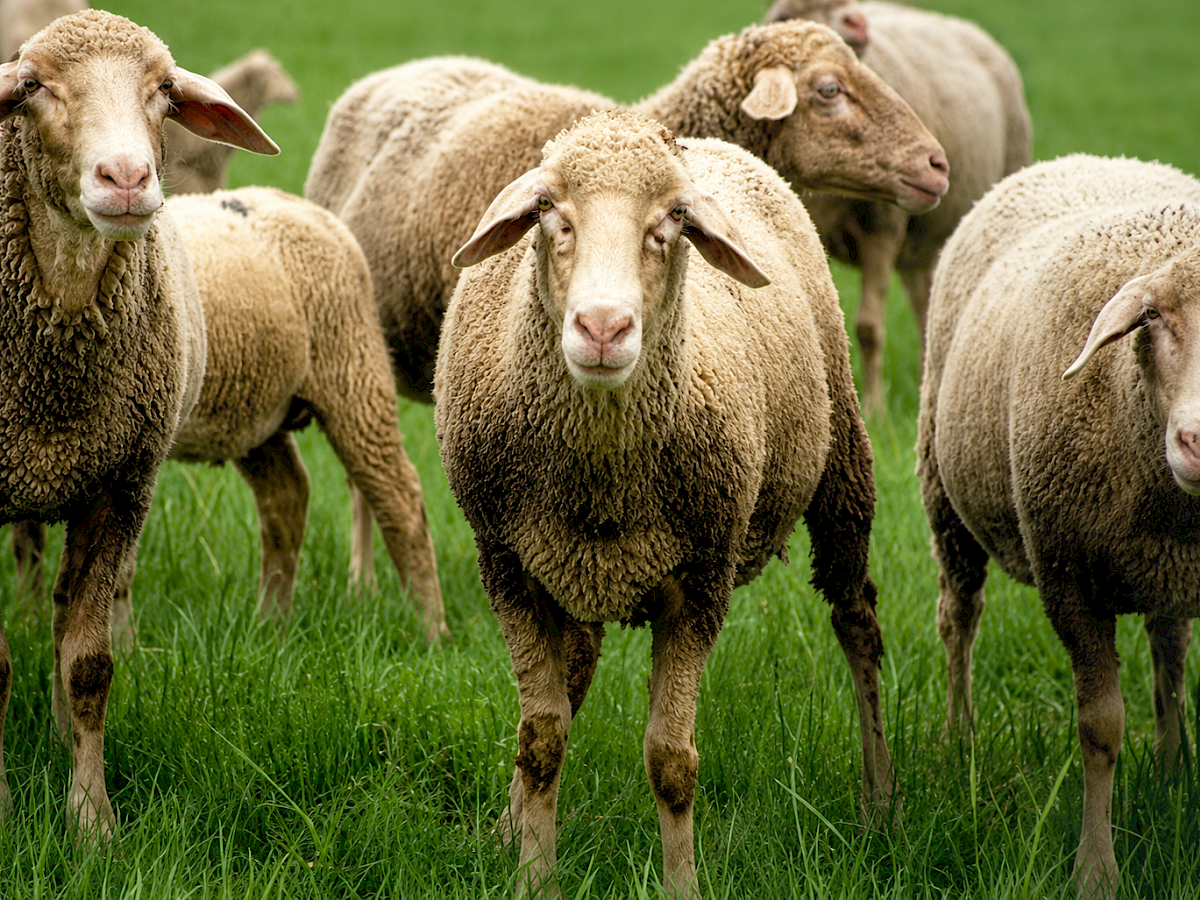 Merino-Landschaf: Feine Wolle, stark im Wesen