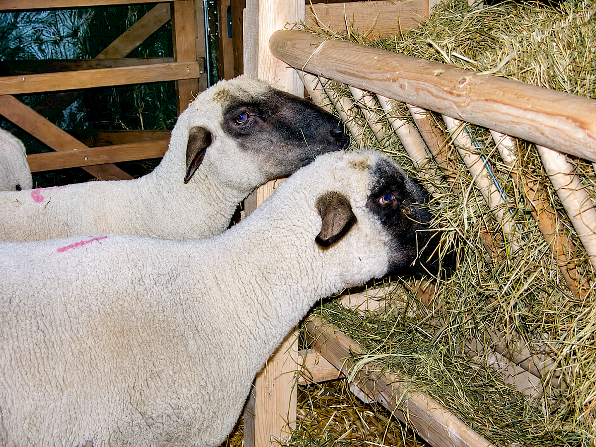 Schwarzköpfiges Fleischschaf: Zuverlässig & vielseitig