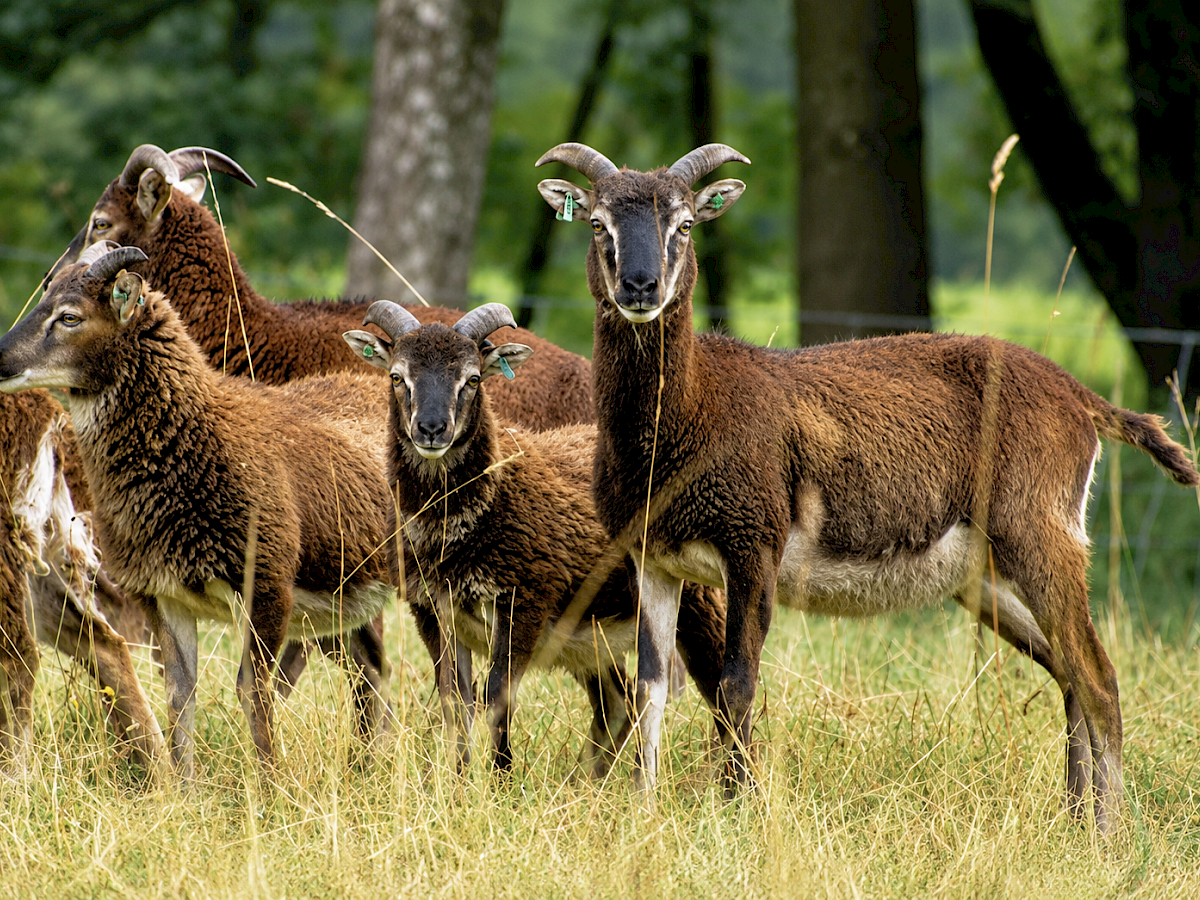 Soay-Schaf: Eine der ursprünglichsten Rassen