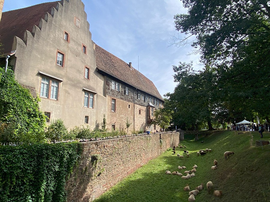 30. Odenwälder Schäfertag