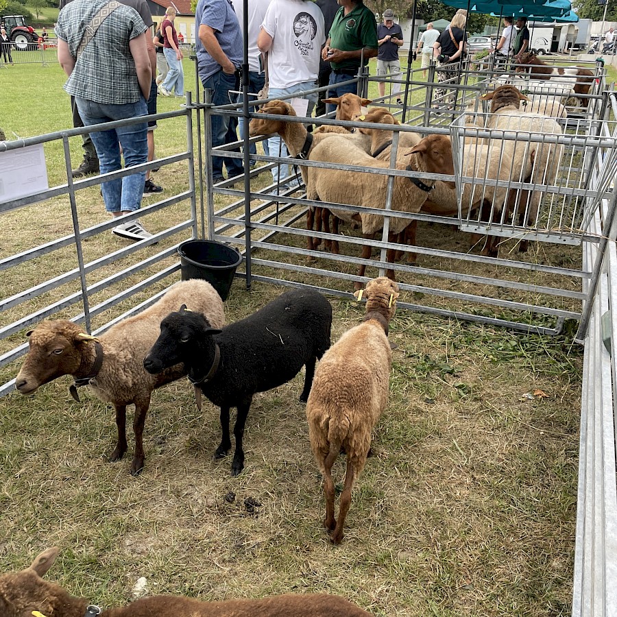 Mitglieder bei der Tierzuchtschau des Beerfeldener Pferdemarkt