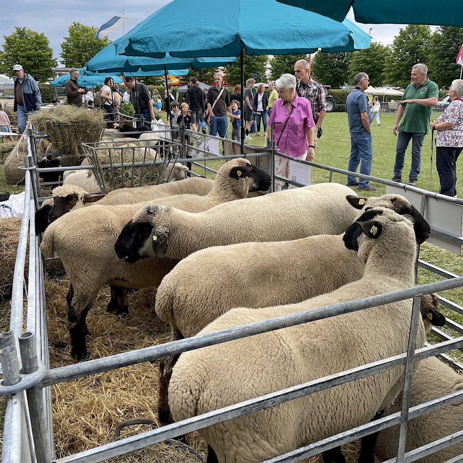 Mitglieder bei der Tierzuchtschau des Beerfeldener Pferdemarkt