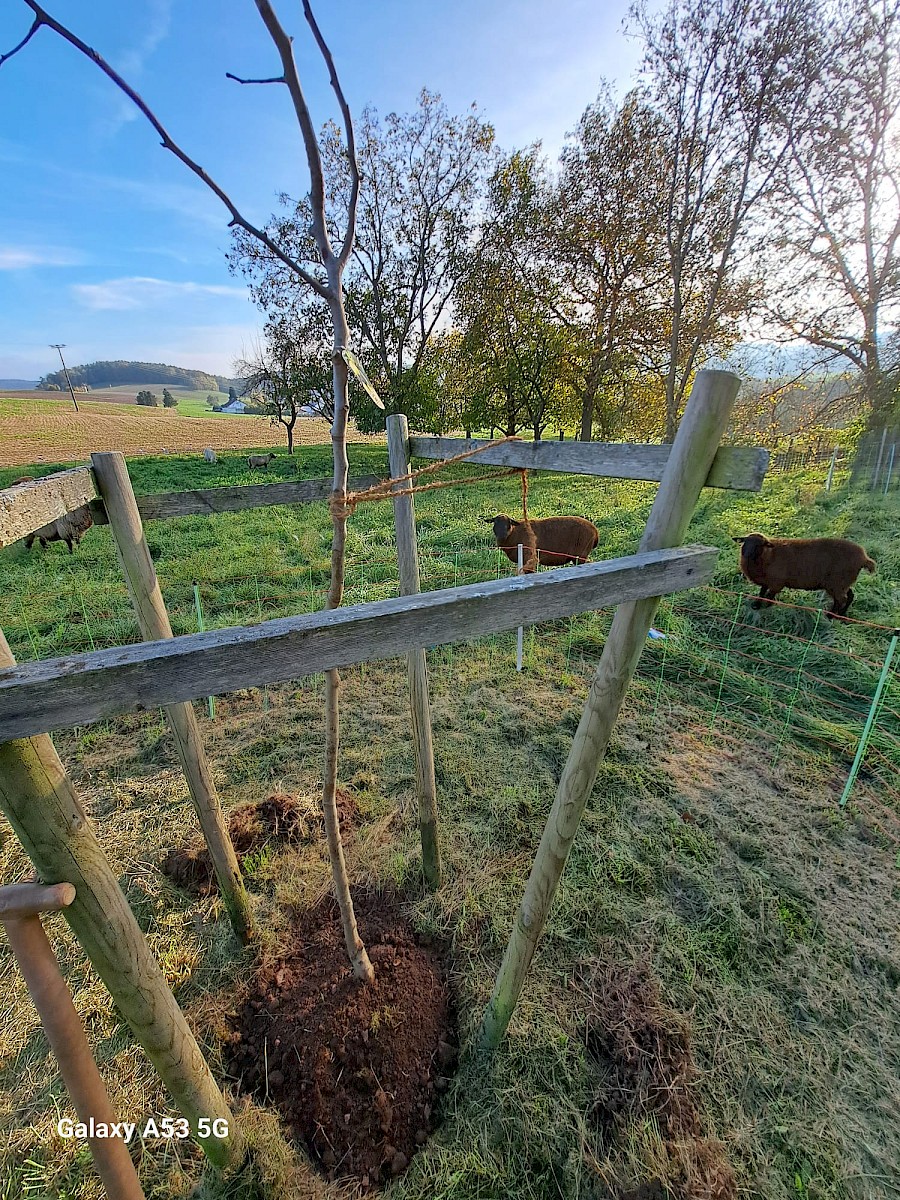 Mitglieder pflanzen 26 neue Obstbäume
