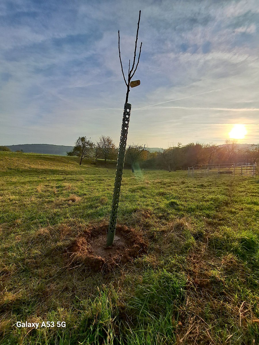 Mitglieder pflanzen 26 neue Obstbäume