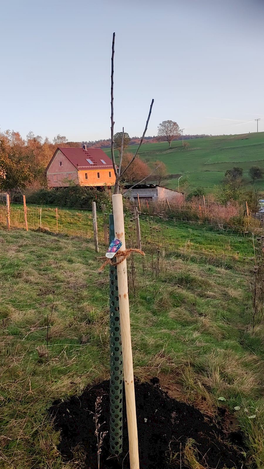 Mitglieder pflanzen 26 neue Obstbäume