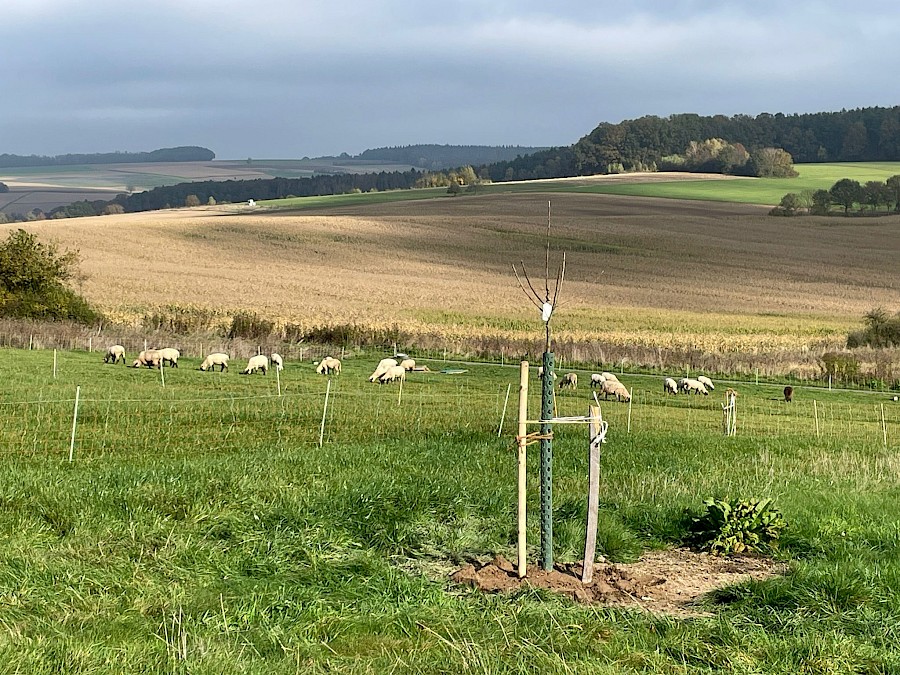 Mitglieder pflanzen 26 neue Obstbäume