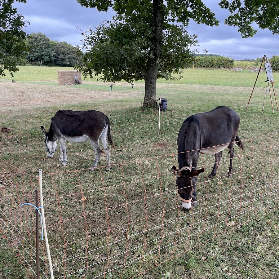 29. Odenwälder Schäfertag