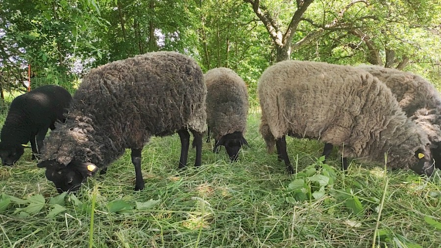 28. Odenwälder Schäfertag