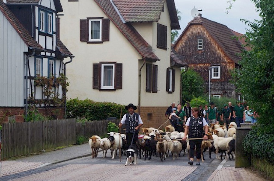 28. Odenwälder Schäfertag