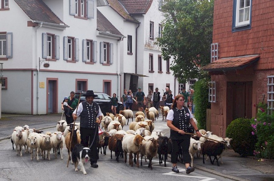 28. Odenwälder Schäfertag