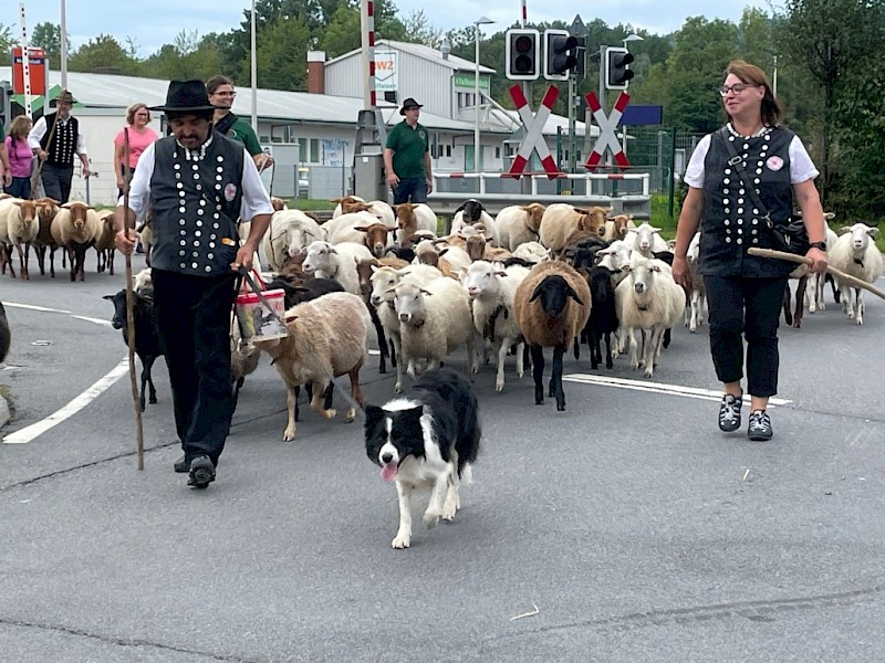 28. Odenwälder Schäfertag