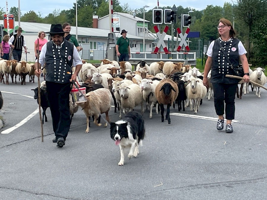 28. Odenwälder Schäfertag
