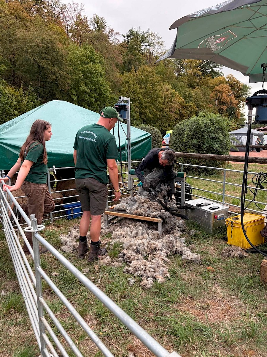 31. Odenwälder Schäfertag im Gersprenztal ein voller Erfolg