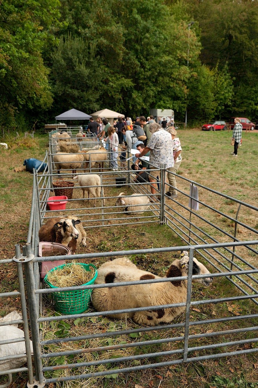 31. Odenwälder Schäfertag im Gersprenztal ein voller Erfolg
